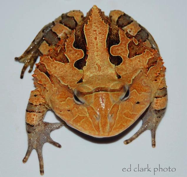 023 - Ceratophrys cornuta.jpg